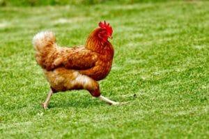Lafal Doa Menyembelih Ayam Sesuai Sunnah dan Dalilnya