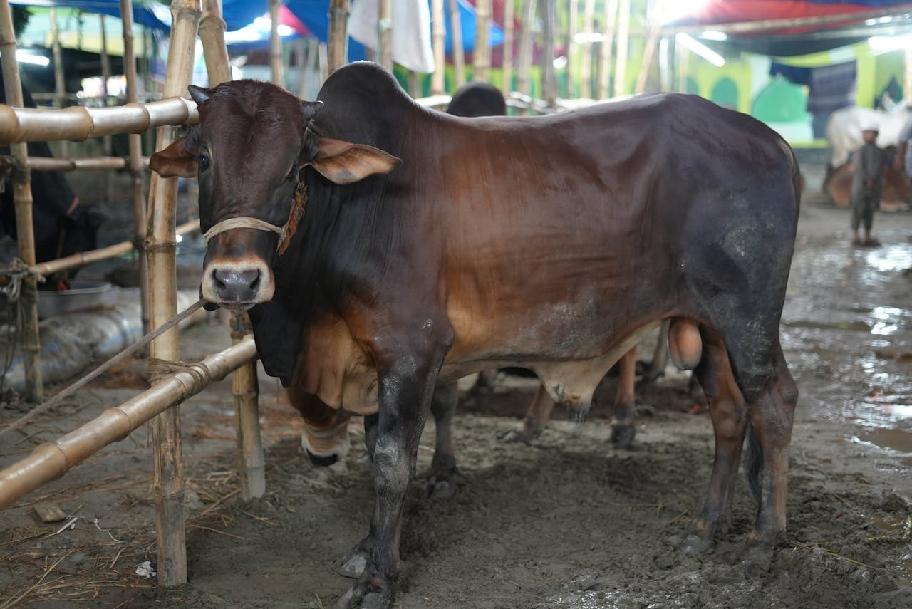 Hadits Keutamaan Qurban yang Wajib Kamu Tahu