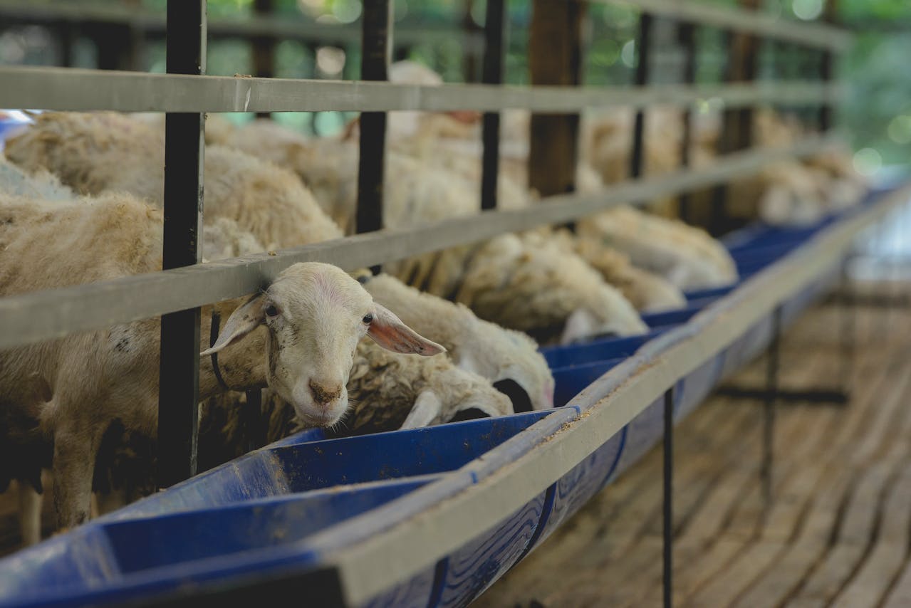 Hadits tentang Hewan Qurban Syarat, Keutamaan & Panduan Lengkap