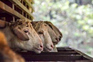 Ini Harga Kambing Kurban 2026 Untuk Idul Adha yang Lebih Berkah
