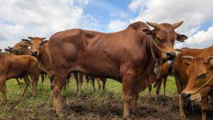 Ini Hukum Qurban untuk Orang yang Sudah Meninggal, Jangan Sampai Lupa