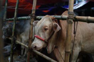Ketahui Larangan Memotong Kuku Saat Qurban Berdasarkan Hukum & Hikmahnya