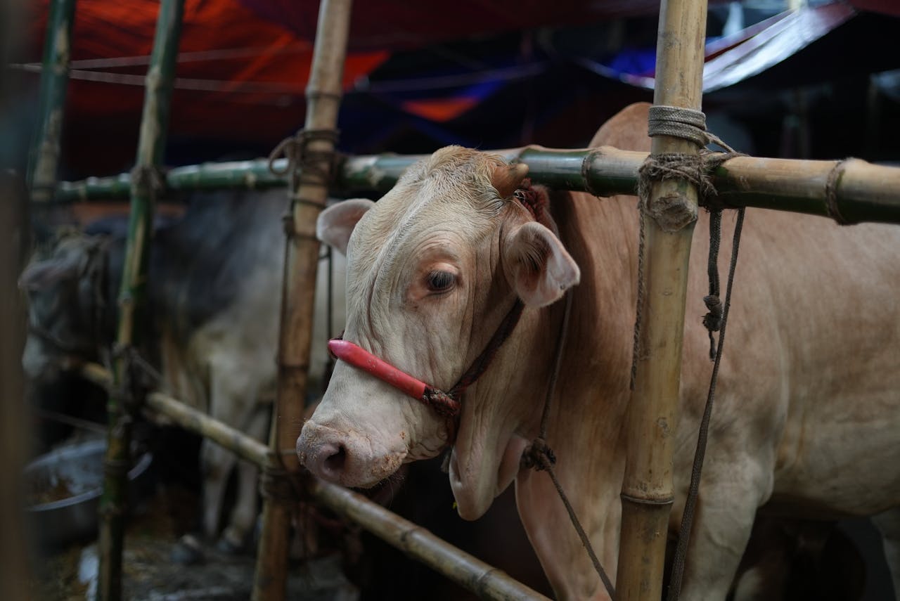 Ketahui Larangan Memotong Kuku Saat Qurban Berdasarkan Hukum & Hikmahnya