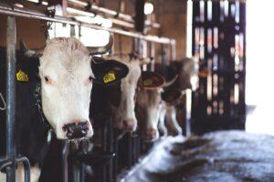 Memahami Risalah Qurban, Mulai dari Makna, Hukum, dan Keutamaannya