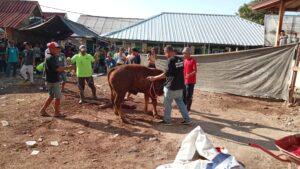 Mengetahui Fadilah Qurban, Rahasia di Balik Sembelihan yang Mengangkat Derajat