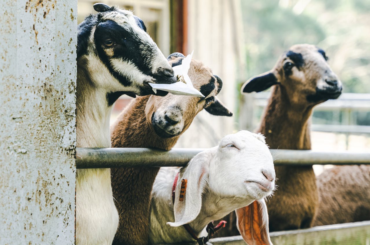 Qurban Kambing Bisa untuk Berapa Orang Ini Jawabannya!