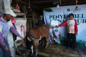 Laporan Sukses Gema Qurban 2026 Yayasan Syekh Ali Jaber: Tebar Manfaat untuk 2.748 Umat