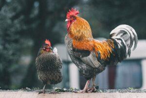 Baca Doa Ini Saat Menyembelih Ayam dan Raih Keberkahannya