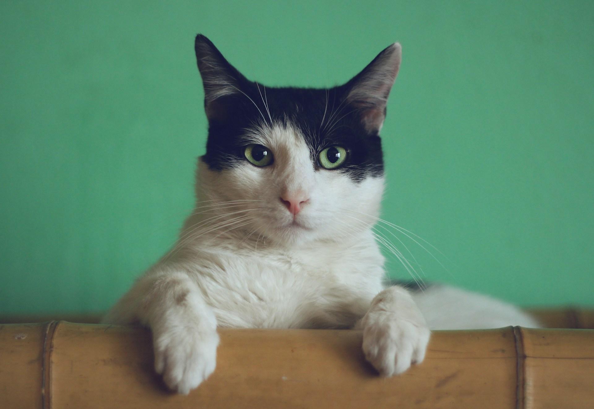 Kenapa Kucing Tidak Masuk Surga Penjelasan Menurut Islam
